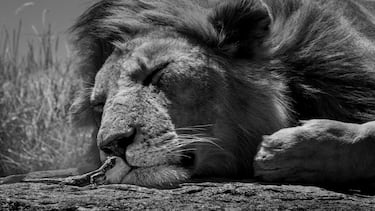 Contraste de tamaños entre el pequeño reptil y un gran león dormido en la sabana. El reptil observa detenidamente el colosal tamaño del gran felino.