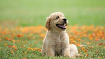 Dog puppy playing on garden