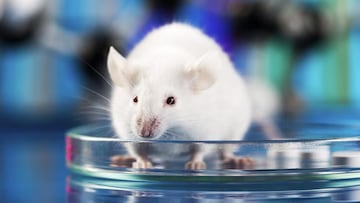 raton laboratorio experimento ciencia