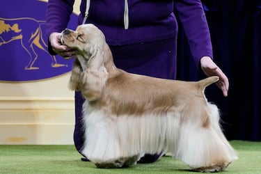 Un Cocker spaniel inglés compite durante el Campeonato Masters Agility de la 149ª Exposición Canina Anual del Westminster Kennel Club en el Centro de Convenciones Jacob Javits en la ciudad de Nueva York.