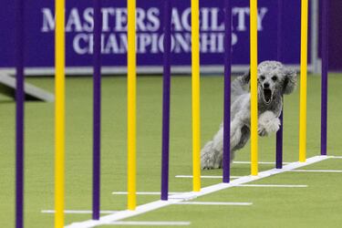 Shelby (caniche) compite durante el Campeonato Masters Agility de la 149ª Exposición Canina Anual del Westminster Kennel Club en el Centro de Convenciones Jacob Javits en la ciudad de Nueva York.