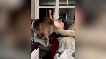 La reacción de un perro cuando su dueño se tumba en el sofá: “Es lo más bonito que he visto nunca”