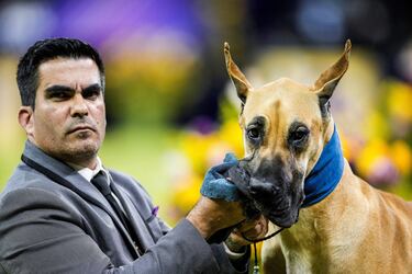 Lexus (Gran Danés) compite durante el Campeonato Masters Agility de la 149ª Exposición Canina Anual del Westminster Kennel Club en el Centro de Convenciones Jacob Javits en la ciudad de Nueva York.