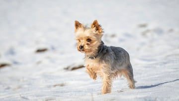 Perro corriendo