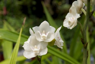 
Es la flor nacional de Panamá y su flor blanca parece una paloma en pleno vuelo.
Florece en ambientes húmedos y se cultiva en zonas tropicales.
Está en peligro de extinción debido a la pérdida de hábitat y la recolección excesiva.