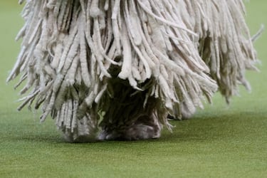 Ranger (Komondor) compite durante el Campeonato Masters Agility de la 149ª Exposición Canina Anual del Westminster Kennel Club en el Centro de Convenciones Jacob Javits en la ciudad de Nueva York.