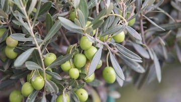 El olivo más antiguo de España fue plantado durante el Imperio Romano: tiene casi 2.000 años y aún sigue dando frutos