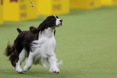 Freddie (Springer spaniel inglés) compite durante el Campeonato Masters Agility de la 149ª Exposición Canina Anual del Westminster Kennel Club en el Centro de Convenciones Jacob Javits en la ciudad de Nueva York.