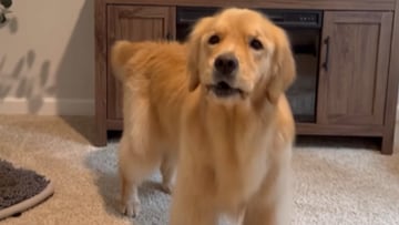 El Golden Retriever que derrite a su dueño cada vez que le pide comida: “La mejor llamada que he escuchado”