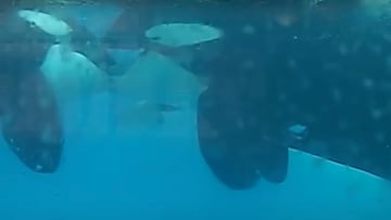 Dos orcas besándose