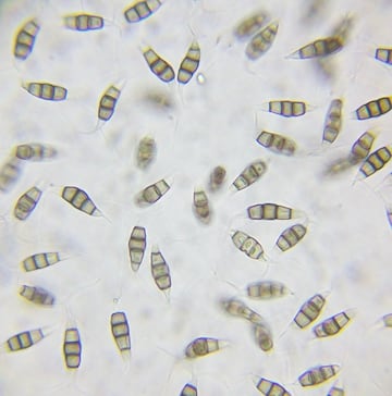 pestalotiopsis microspora esporas