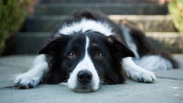 Estas son las razas de perros más inteligentes