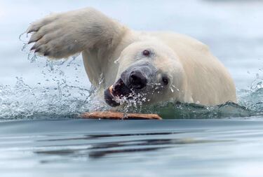Mientras sus compañeros se alimentaban con cadáveres de delfines, este oso polar se divertía en el agua jugando con un palo, un comportamiento que nos recuerda más a un perro que a un oso.