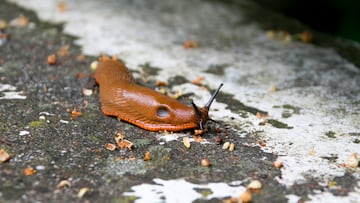 Un guía naturista asegura haber dado con la nueva súper arma para acabar con el caracol asesino