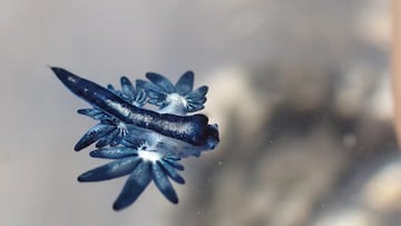 Los ‘dragones azules’ se expanden por la costa mediterránea: “Hay que mantenerse alejados”