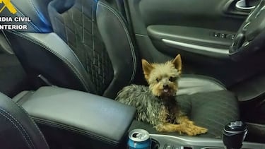 El adorable yorkshire que salvó la vida de su dueño de 78 años al parar a una patrulla de Guardia Civil y llevarlos hasta el herido
