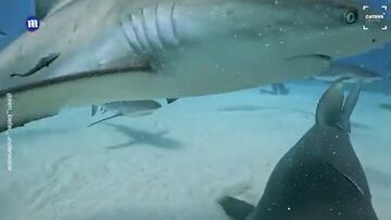 Un tiburón se traga un Iphone y sigue encendido: así es la visión por dentro