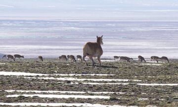 antilope china