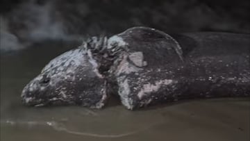 Aparece el cadáver de un tiburón con heridas de gravedad a orillas de la playa de la playa de Can Pere Antoni.