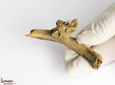 Encuentran en España una flecha incrustada en una costilla humana de hace más de 4.000 años