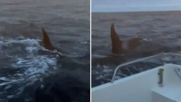 Varias orcas rodean y atacan la embarcación de unos pescadores en la ría de Suances, Cantabria