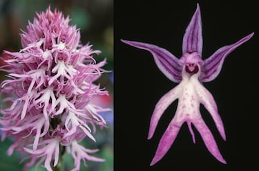 Recibe su nombre por la curiosa forma de sus flores, que parecen pequeñas figuras humanas.
Es nativa del Mediterráneo y prefiere suelos calcáreos y soleados.
Su floración en primavera la convierte en un espectáculo botánico popular.