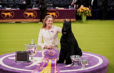 Monty, un Schnauzer gigante, tras proclamarse campeón de la 149ª Exposición Canina Anual del Westminster Kennel Club en el Centro de Convenciones Jacob Javits en la ciudad de Nueva York.