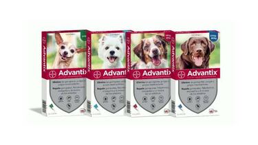 ¿Qué tipos de antiparasitarios existen para perros y gatos?