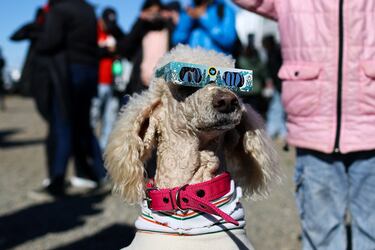 La perrita Dana usa anteojos mientras la gente observa un eclipse solar anular, en Las Horquetas, Santa Cruz, Argentina,