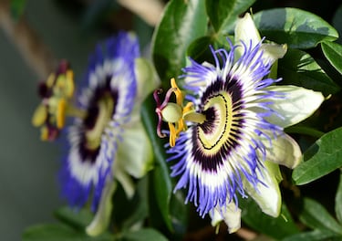 
Sus complejas estructuras florales están llenas de simbolismo religioso y belleza natural.
Es originaria de Sudamérica y produce un fruto comestible.
Muy usada en jardines por su resistencia y atractivo ornamental.

