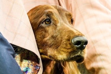 Simma (Setter irlandés) compite durante el Campeonato Masters Agility de la 149ª Exposición Canina Anual del Westminster Kennel Club en el Centro de Convenciones Jacob Javits en la ciudad de Nueva York.