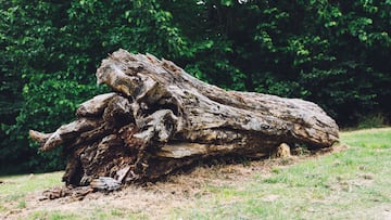 Encuentra un tubo metálico metido en un árbol y resulta ser una pieza histórica de 75.000 euros: “Fue totalmente inesperado”