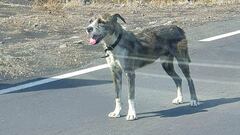 Alarma animal en La Palma: la angustia por las mascotas perdidas tras el volcán