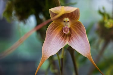 Sus flores parecen rostros de pequeños monos, especialmente simios. Crece en las regiones montañosas y neblinosas de Ecuador y Perú. Es muy buscada por coleccionistas debido a su rareza y apariencia peculiar.