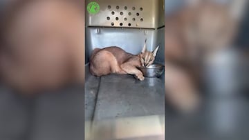 Atrapan al fin al animal salvaje que casi nadie conoce y llevaba 16 días vagando por Cádiz