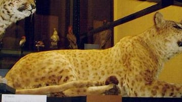 Ejemplar disecado de jagleón