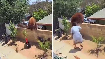 Una señora de 50 años agrede así a un oso gigante para defender a sus perros en su casa