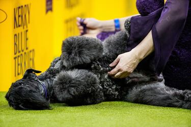 Meno (Kerry Blue Terrier) compite durante el Campeonato Masters Agility de la 149ª Exposición Canina Anual del Westminster Kennel Club en el Centro de Convenciones Jacob Javits en la ciudad de Nueva York.