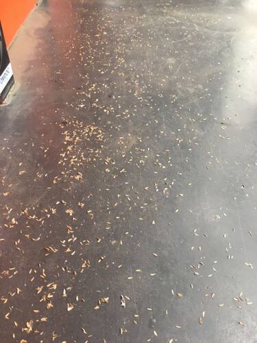 El Valencia se gasta 25.000 euros en limpiar cáscaras de pipas