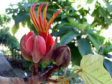 Es una especie originaria de México y Guatemala. Sus flores rojas tienen forma de mano con cinco "dedos", lo que le da su nombre popular. Esta flor ha sido valorada tanto por su belleza como por su uso en la medicina tradicional.