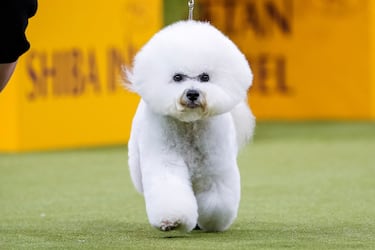 Neal (Bichon Frise) compite durante el Campeonato Masters Agility de la 149ª Exposición Canina Anual del Westminster Kennel Club en el Centro de Convenciones Jacob Javits en la ciudad de Nueva York.