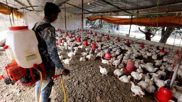 Dos científicos chinos que identificaron la COVID avisan de otro peligro: la gripe H5N8