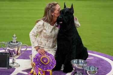 Monty, un Schnauzer gigante, tras proclamarse campeón de la 149ª Exposición Canina Anual del Westminster Kennel Club en el Centro de Convenciones Jacob Javits en la ciudad de Nueva York.