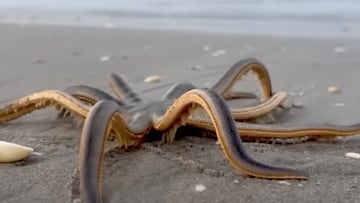 Estrellas de mar de 9 patas en Florida