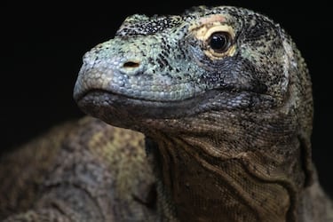 Son reptiles muy inteligentes y pueden ser sigilosos, lo que los convierte en depredadores efectivos.