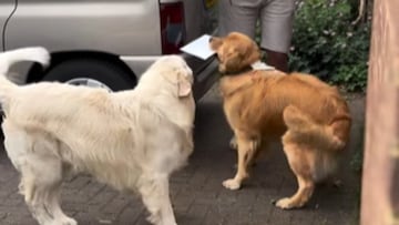 Los Golden Retriever que enamoran a las redes por celebrar el Día del Padre de la mejor manera: “Firmando la tarjeta de papá”