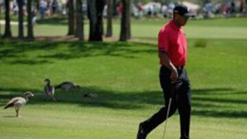 Tiger Woods.