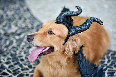 Un perro asiste al desfile de carnaval de perros 'Blocao', durante las festividades previas al carnaval en Río de Janeiro.