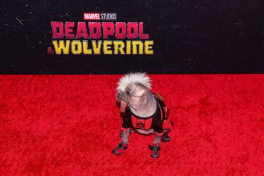 El perro Peggy asiste al estreno de 'Deadpool and Wolverine'.
