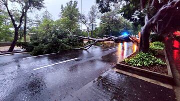 A broken tree lies on a street following a storm in Santa Cruz de Tenerife, Canary Islands, Spain in this picture obtained from social media. CECOPALSC/Handout via REUTERS THIS IMAGE HAS BEEN SUPPLIED BY A THIRD PARTY. MANDATORY CREDIT. NO RESALES. NO ARCHIVES.